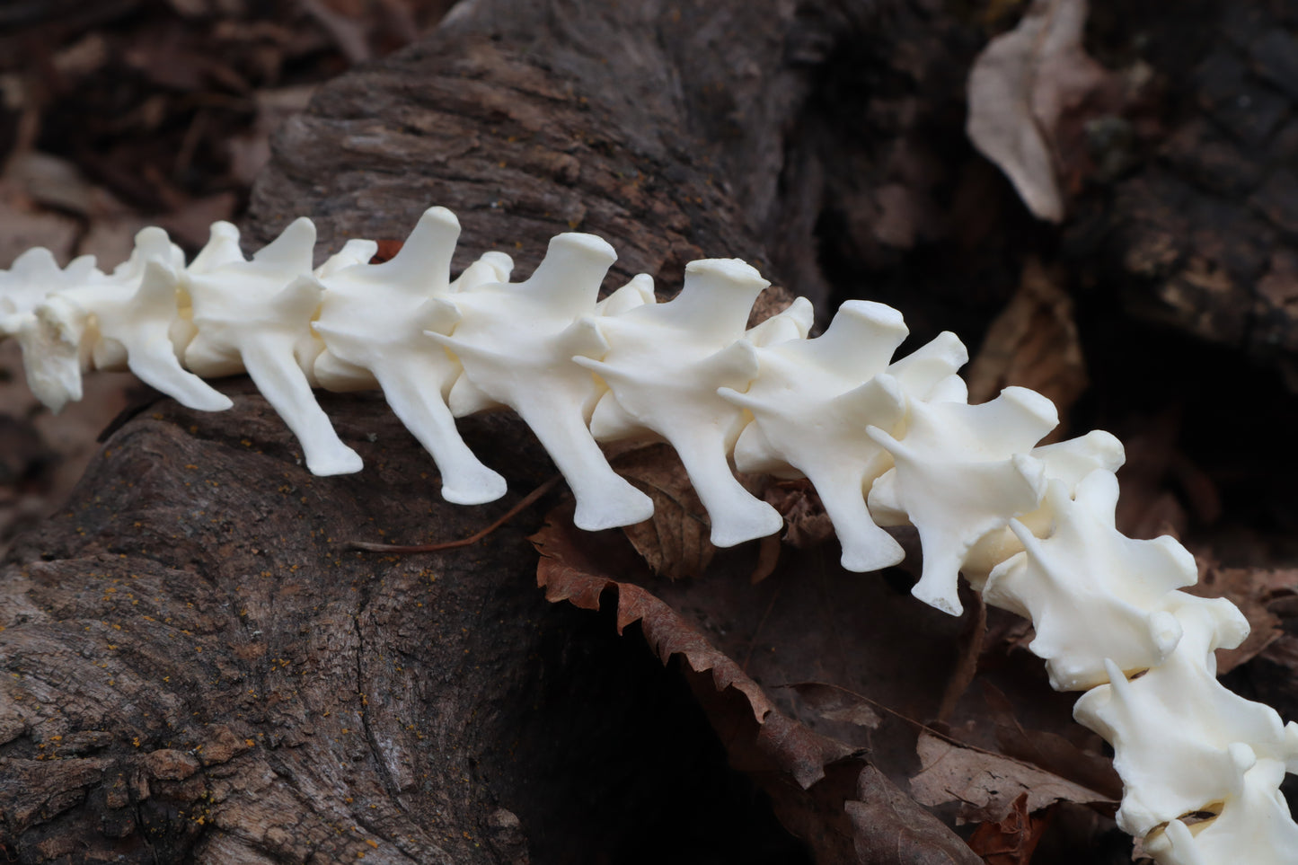 Red Fox Spinal Column Articulation