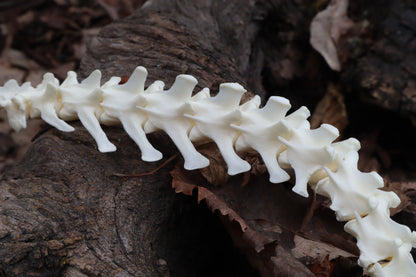 Red Fox Spinal Column Articulation