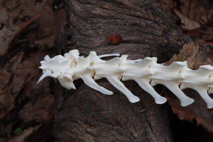 Red Fox Spinal Column Articulation