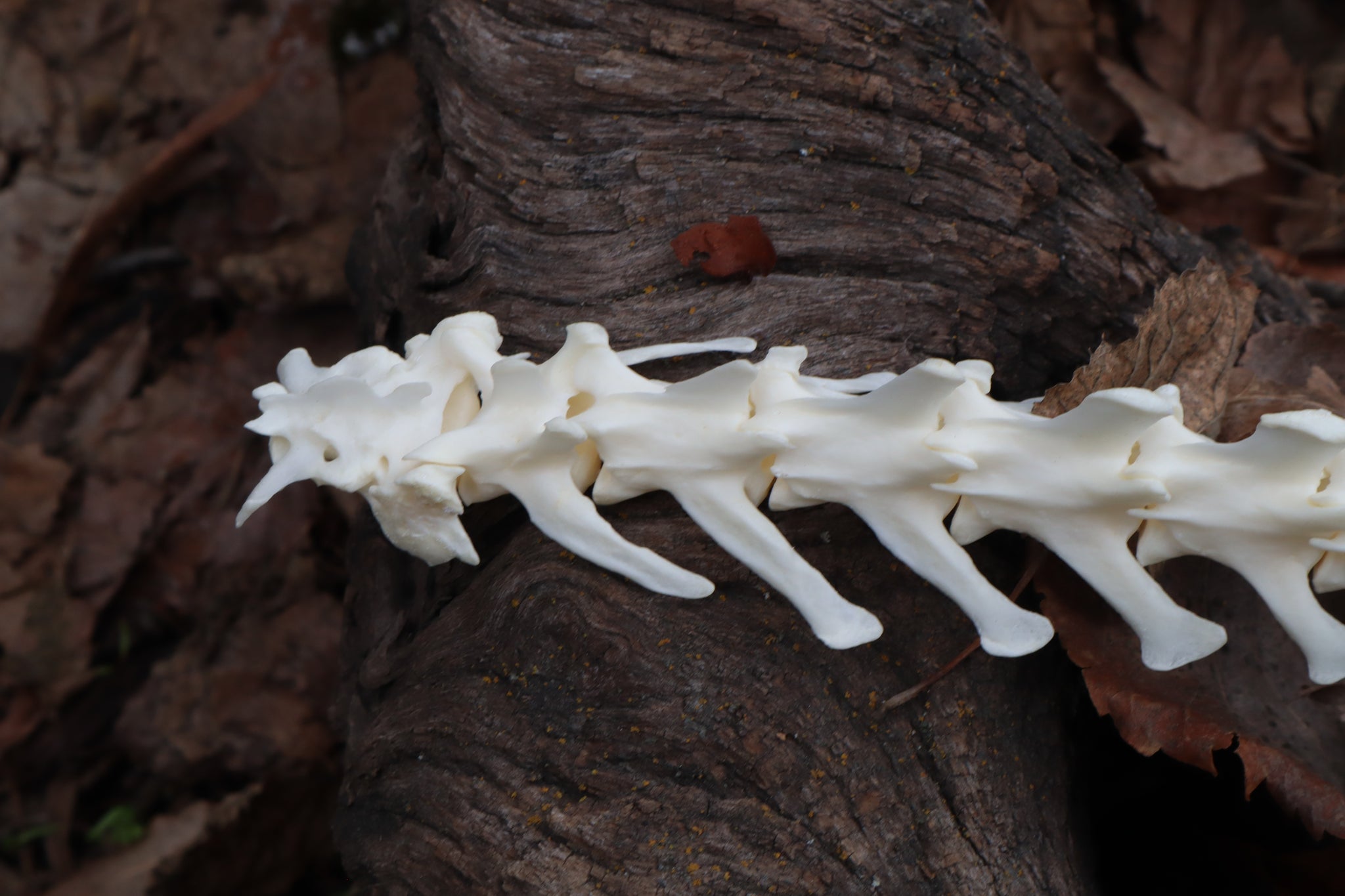 Fox Rib Bone Red Fox Spinal Column Articulation – Freyja's Forest