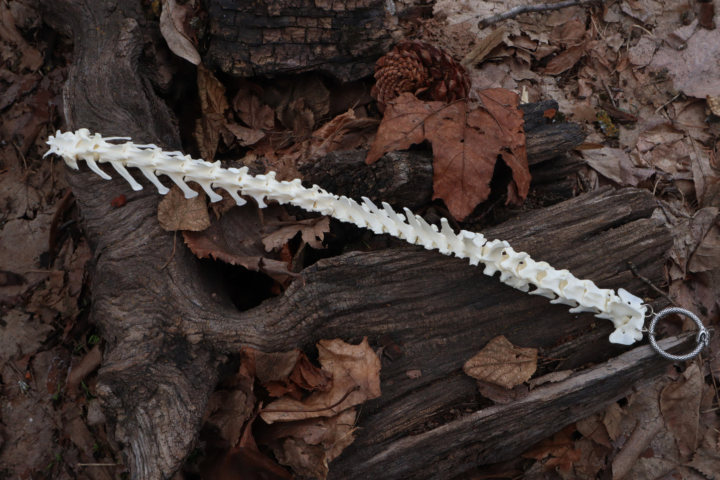 Red Fox Spinal Column Articulation