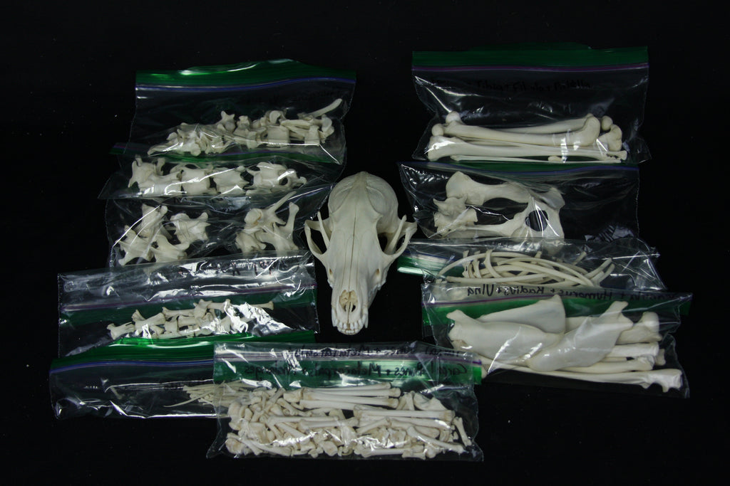 Disarticulated Skeleton Draft