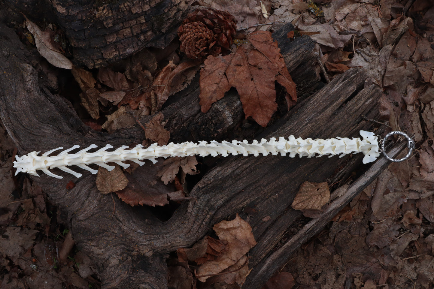 Red Fox Spinal Column Articulation