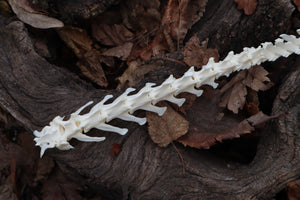 Red Fox Spinal Column Articulation
