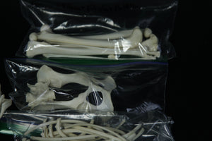 Disarticulated Skeleton Draft