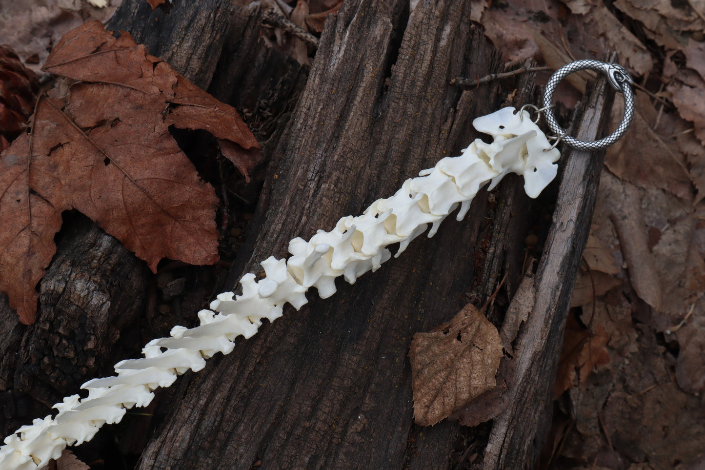 Red Fox Spinal Column Articulation