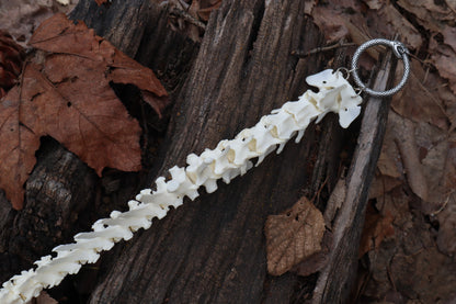 Red Fox Spinal Column Articulation