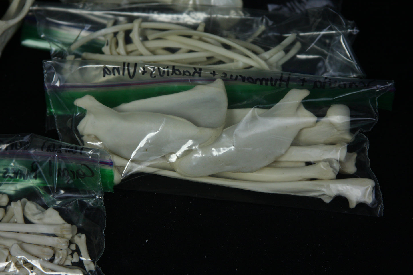 Disarticulated Skeleton Draft