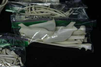 Disarticulated Skeleton Draft