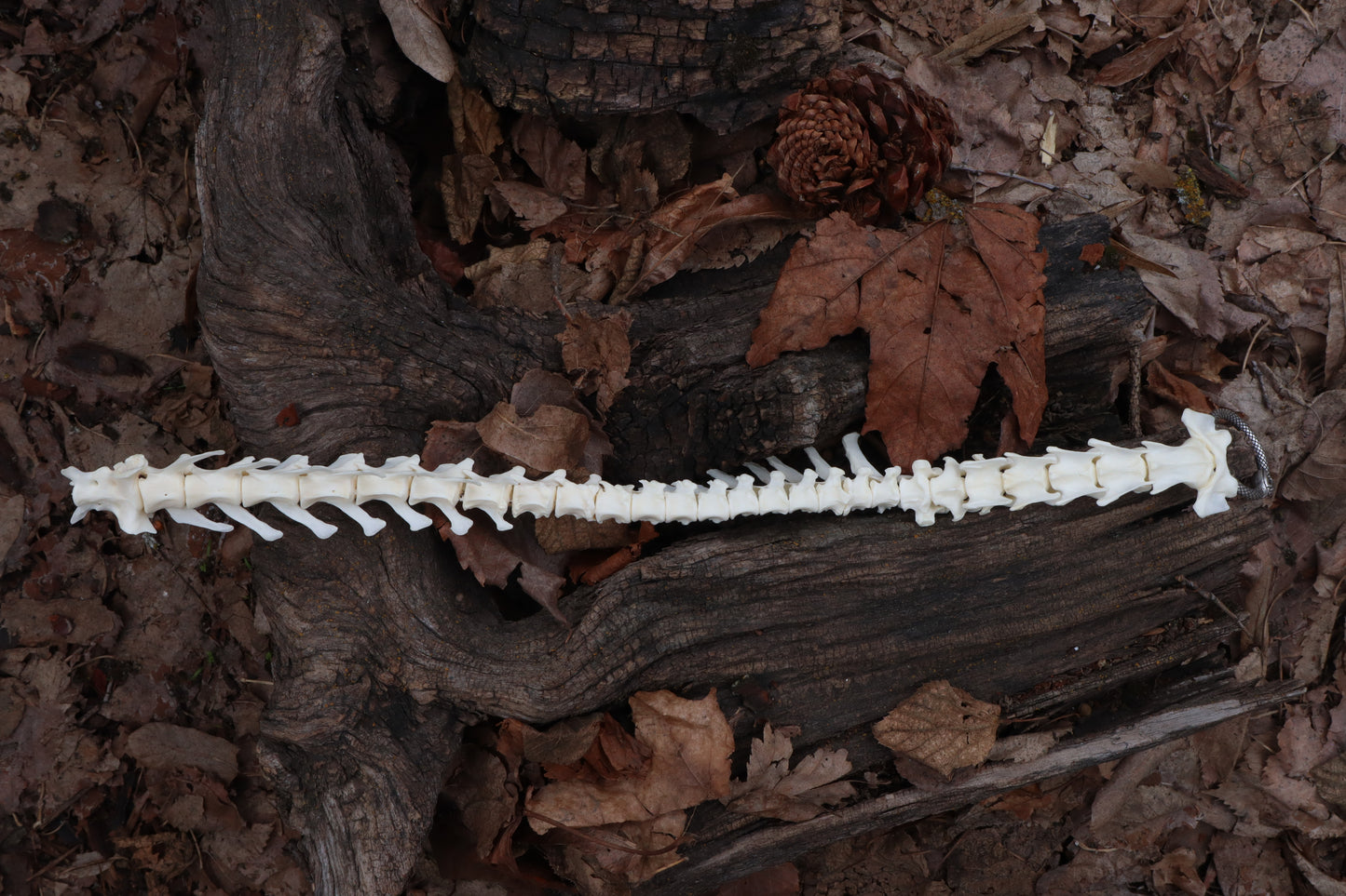 Red Fox Spinal Column Articulation