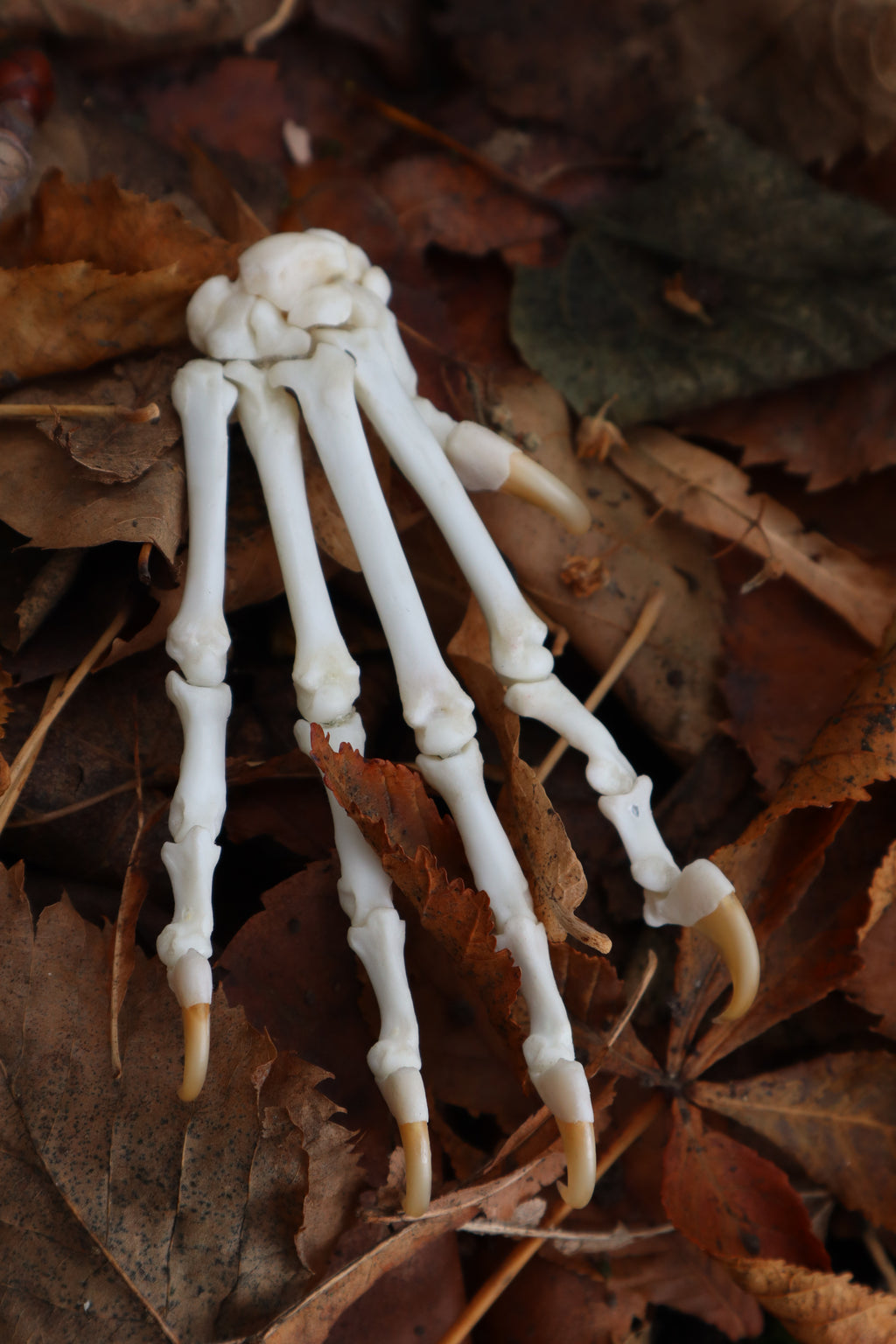 Bobcat Paw Articulation
