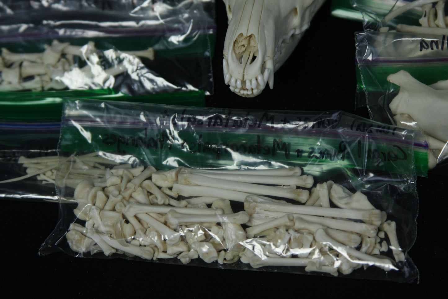 Disarticulated Skeleton Draft