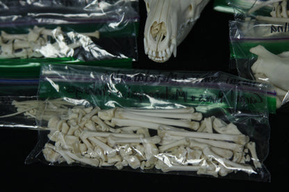 Disarticulated Skeleton Draft