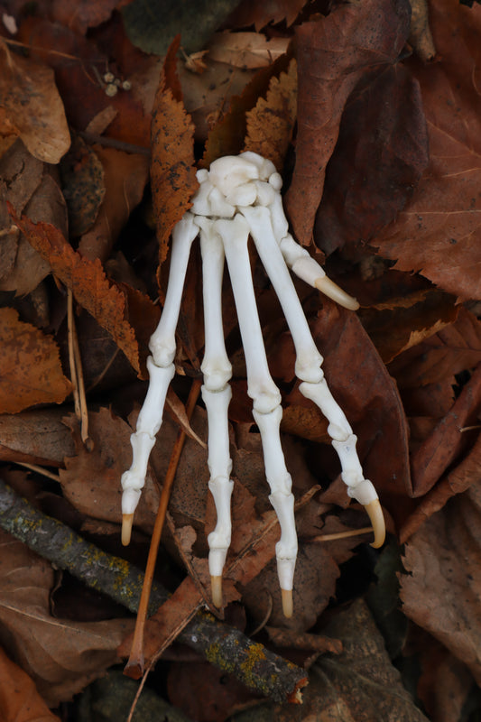 Bobcat Paw Articulation