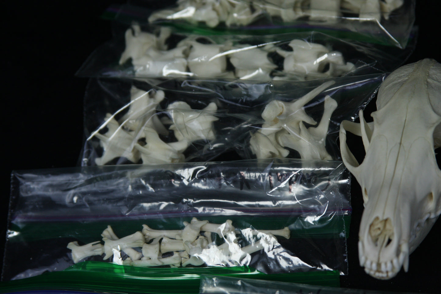 Disarticulated Skeleton Draft