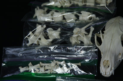Disarticulated Skeleton Draft