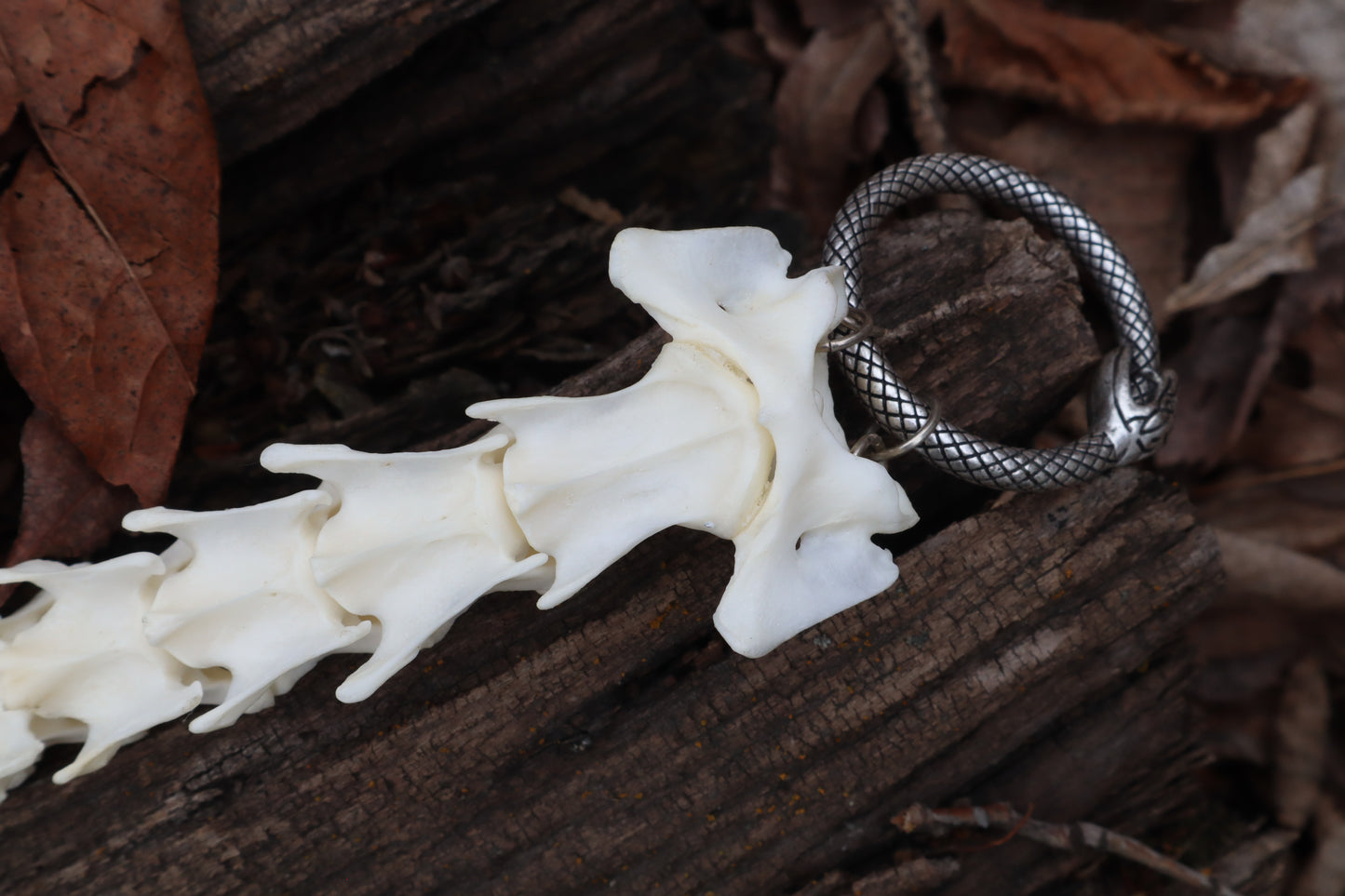 Red Fox Spinal Column Articulation