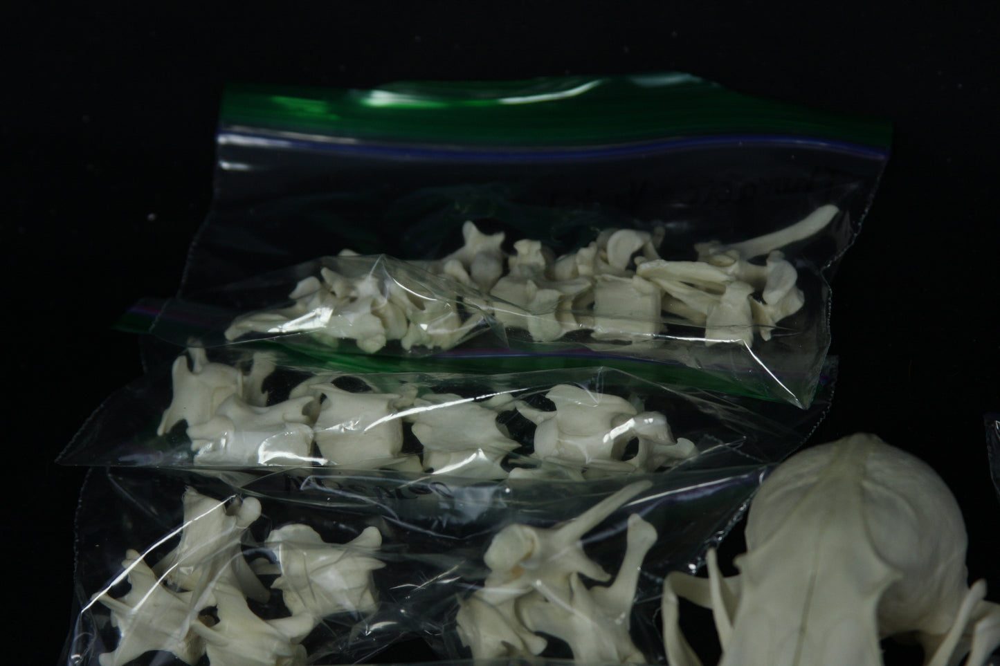 Disarticulated Skeleton Draft