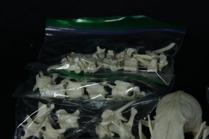 Disarticulated Skeleton Draft