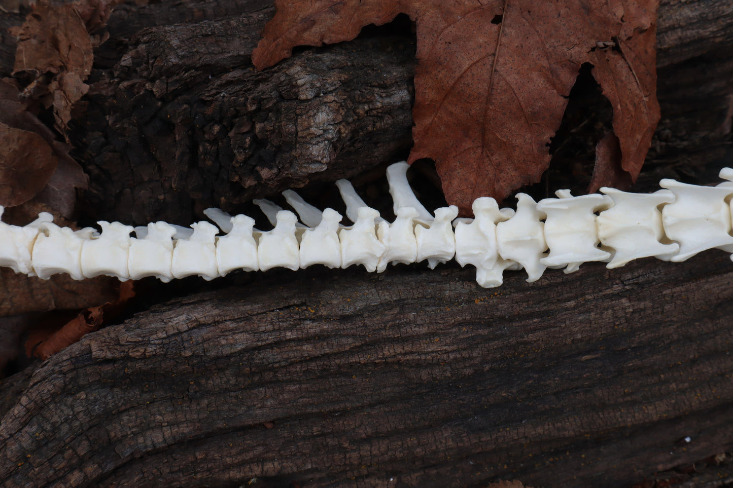 Red Fox Spinal Column Articulation