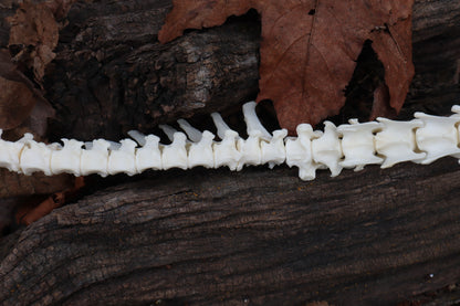 Red Fox Spinal Column Articulation