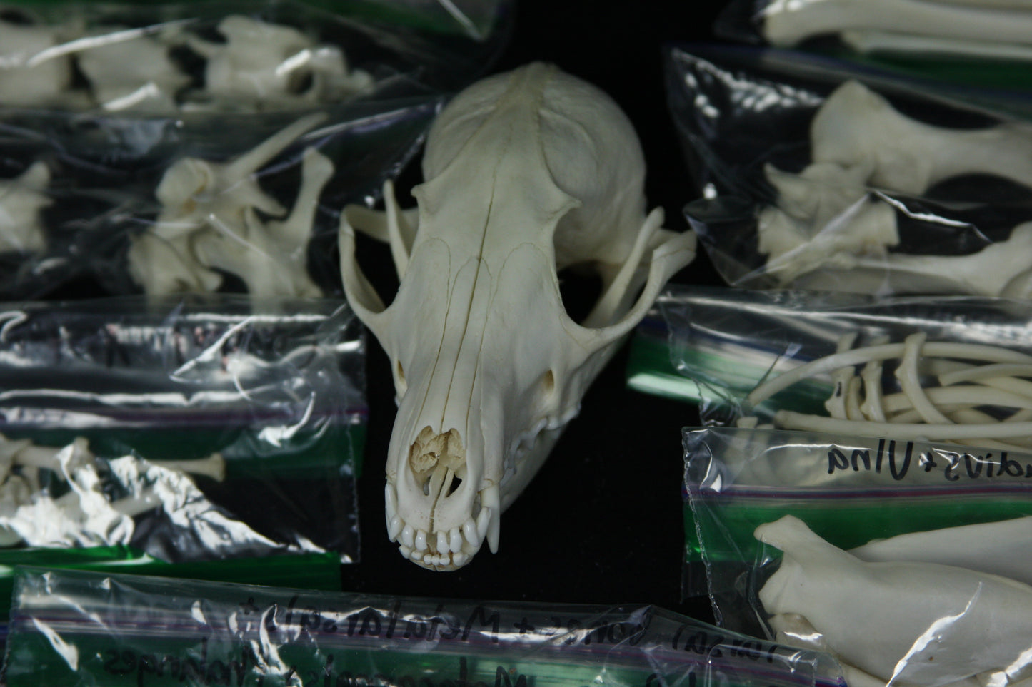 Disarticulated Skeleton Draft