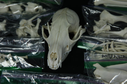 Disarticulated Skeleton Draft
