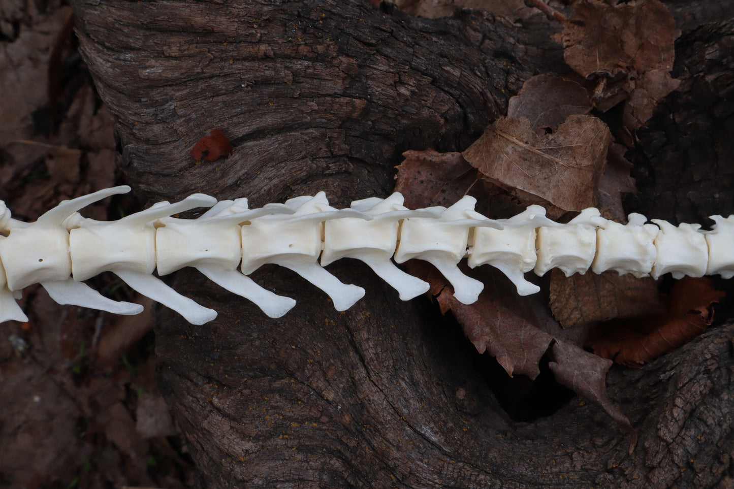 Red Fox Spinal Column Articulation
