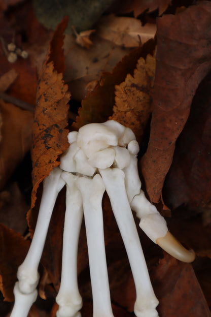 Bobcat Paw Articulation