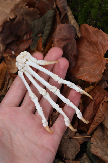 Bobcat Paw Articulation