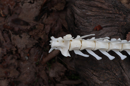 Red Fox Spinal Column Articulation