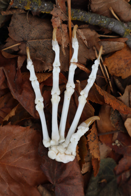 Bobcat Paw Articulation