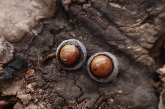 Dry Preserved Coyote Eyeballs