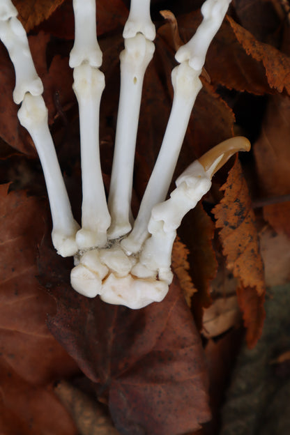 Bobcat Paw Articulation