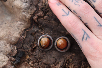 Dry Preserved Coyote Eyeballs