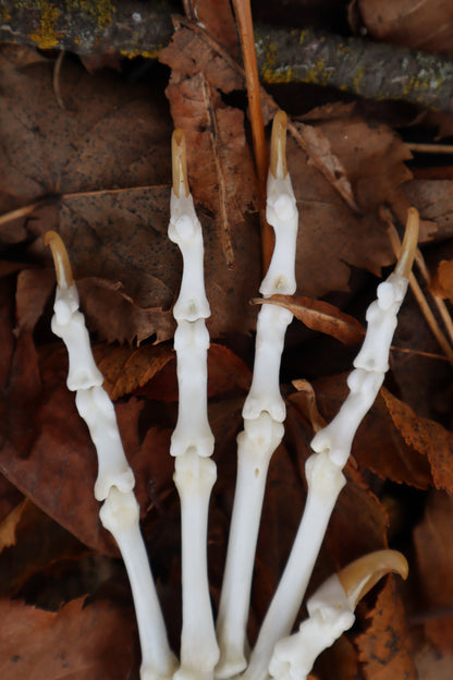 Bobcat Paw Articulation
