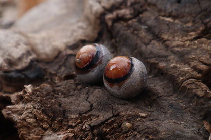 Dry Preserved Coyote Eyeballs