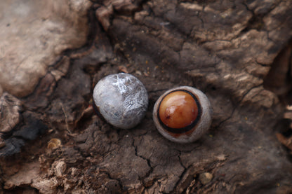 Dry Preserved Coyote Eyeballs