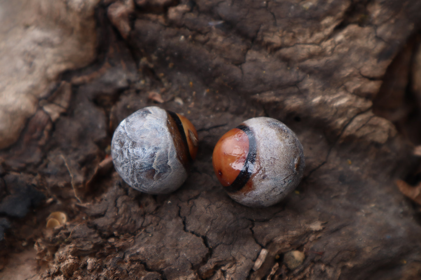 Dry Preserved Coyote Eyeballs