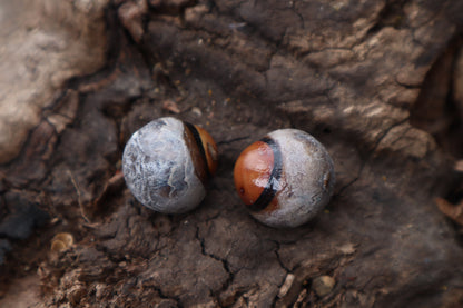 Dry Preserved Coyote Eyeballs