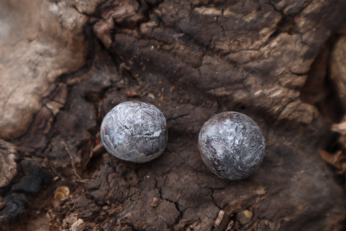 Dry Preserved Coyote Eyeballs