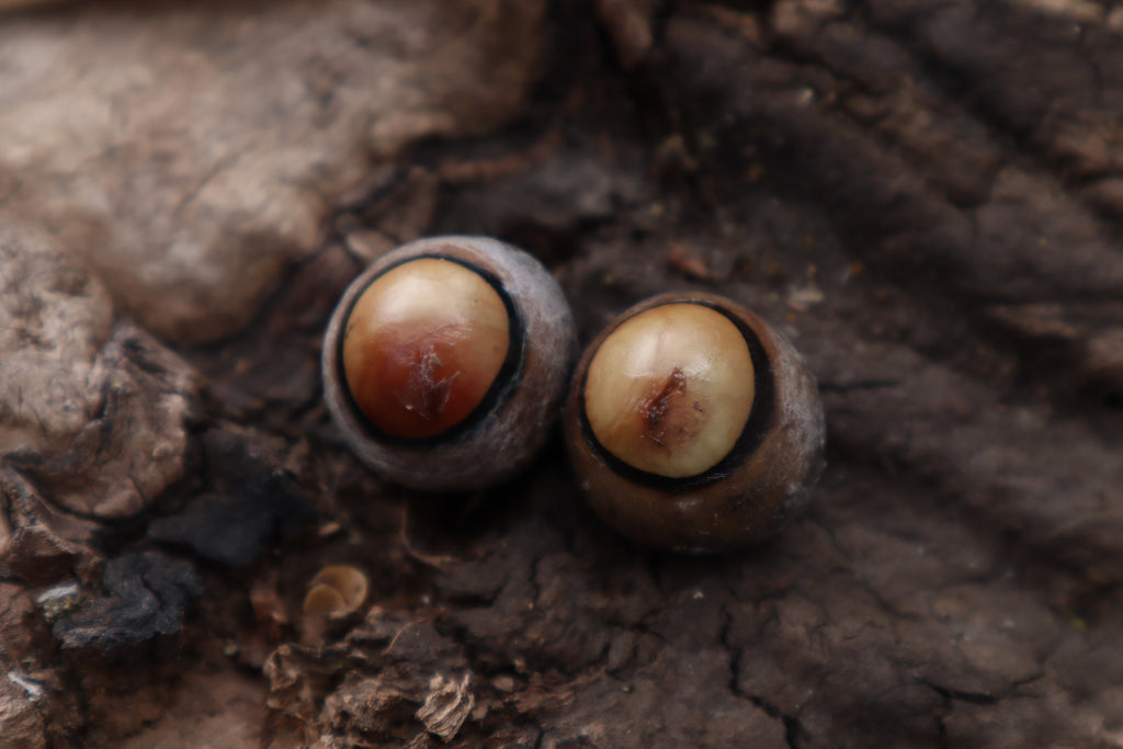 Dry Preserved Coyote Eyeballs