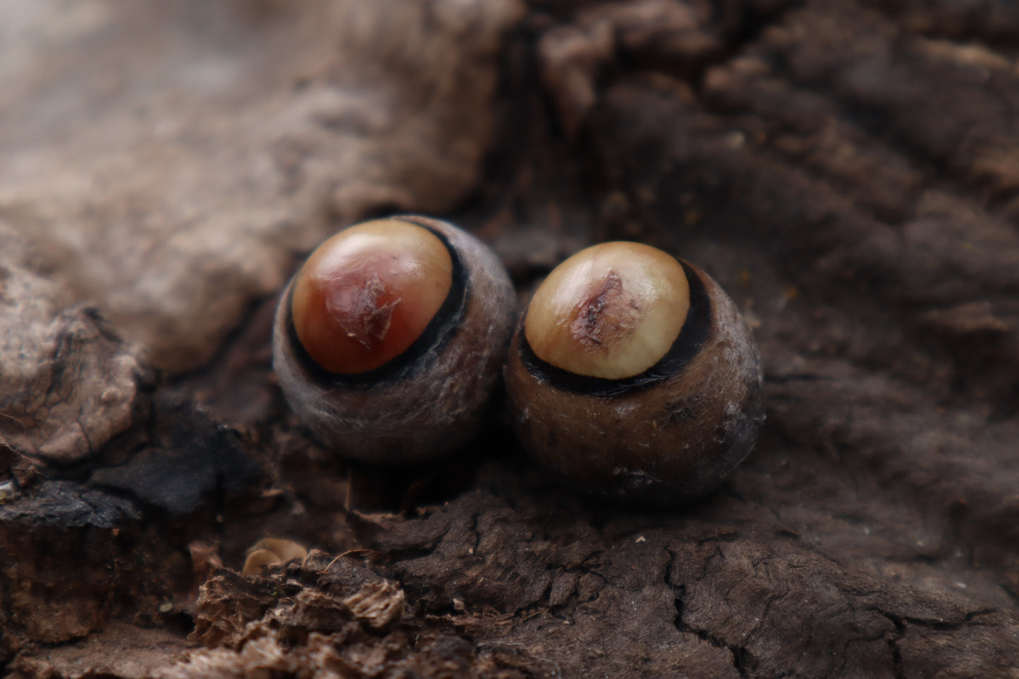 Dry Preserved Coyote Eyeballs