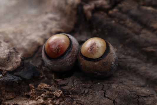Dry Preserved Coyote Eyeballs