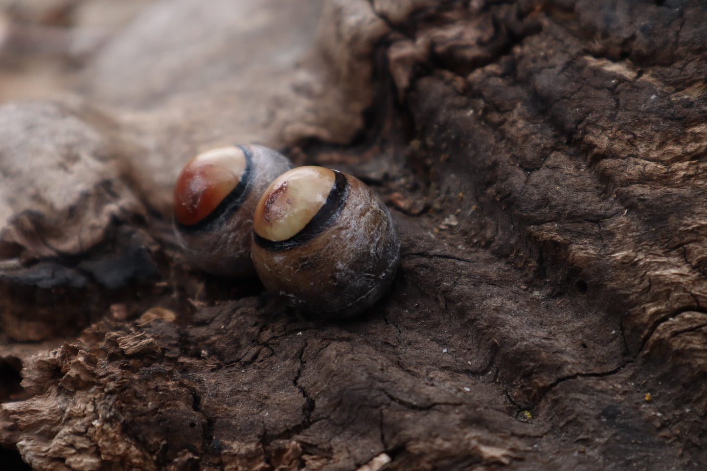 Dry Preserved Coyote Eyeballs