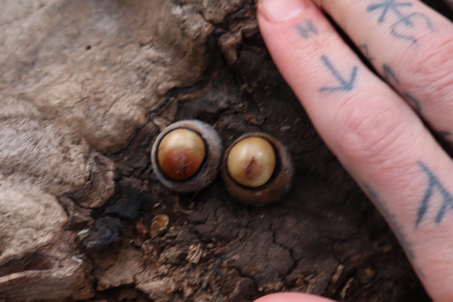 Dry Preserved Coyote Eyeballs