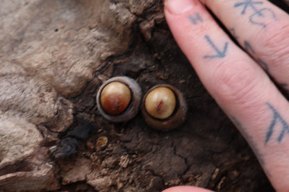 Dry Preserved Coyote Eyeballs