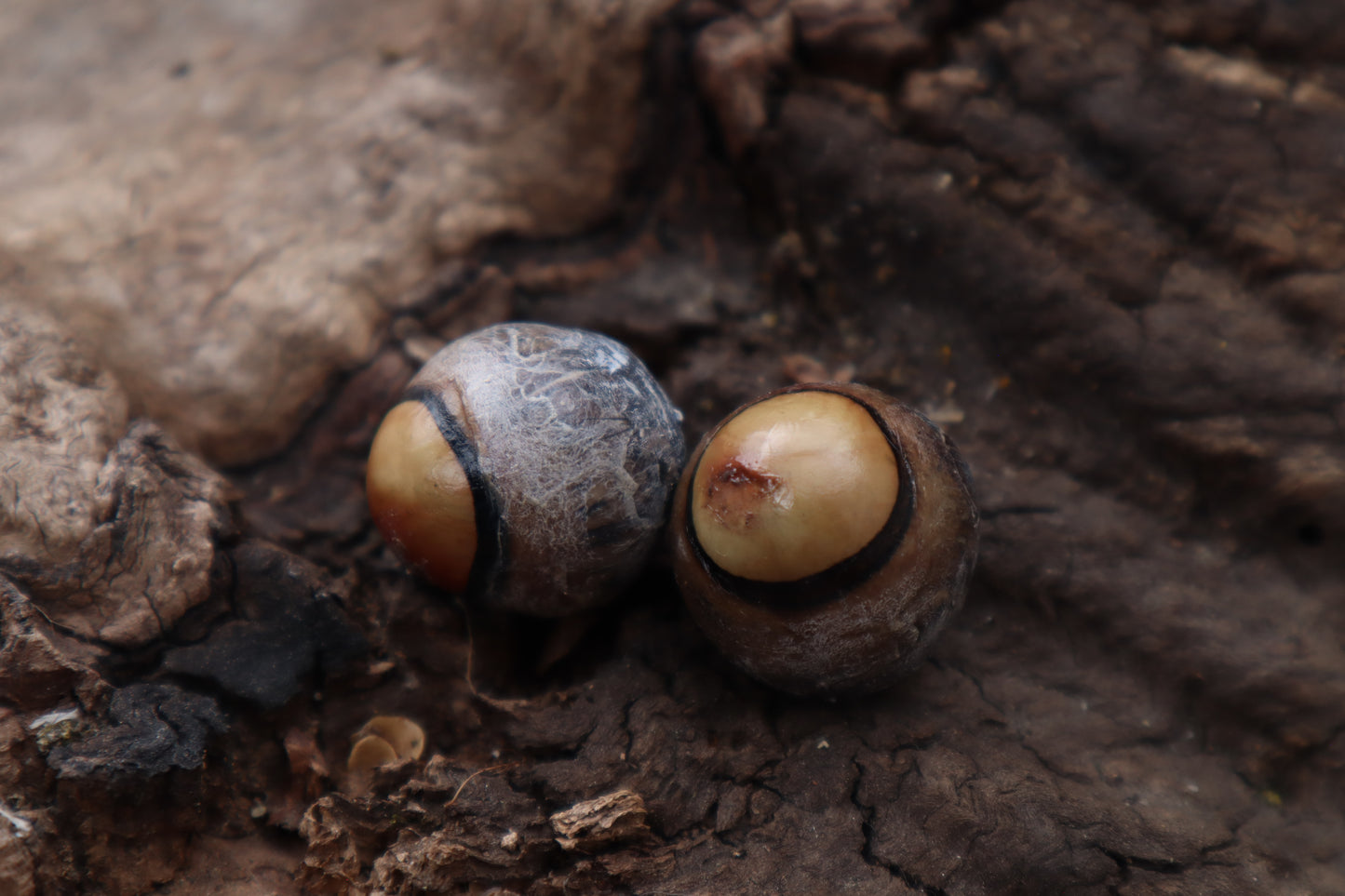 Dry Preserved Coyote Eyeballs