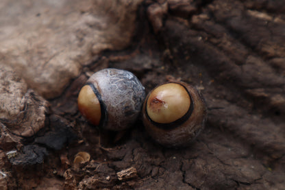 Dry Preserved Coyote Eyeballs
