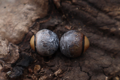 Dry Preserved Coyote Eyeballs